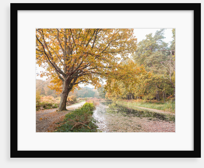Basingstoke Canal by Assaf Frank